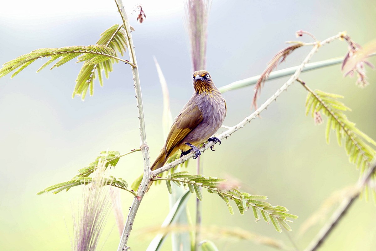 Pale-eyed Bulbul - ML622833409