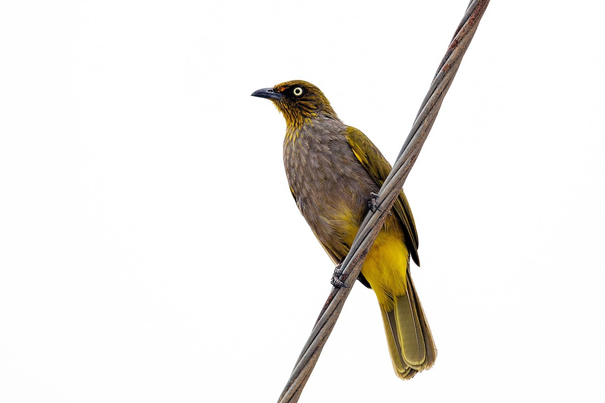 Pale-eyed Bulbul - ML622833410