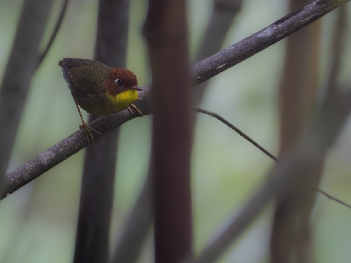 Chestnut-headed Tesia - LiCheng Wang