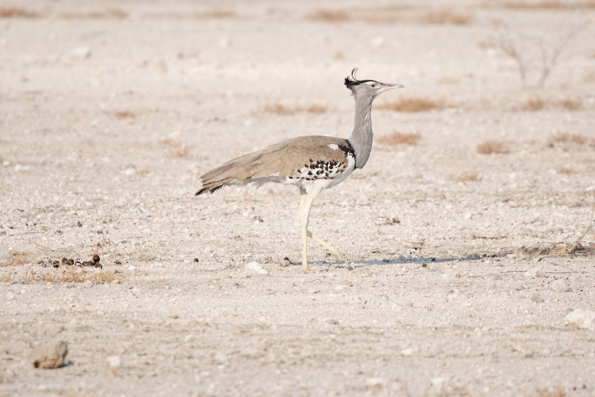 Kori Bustard - ML622833485