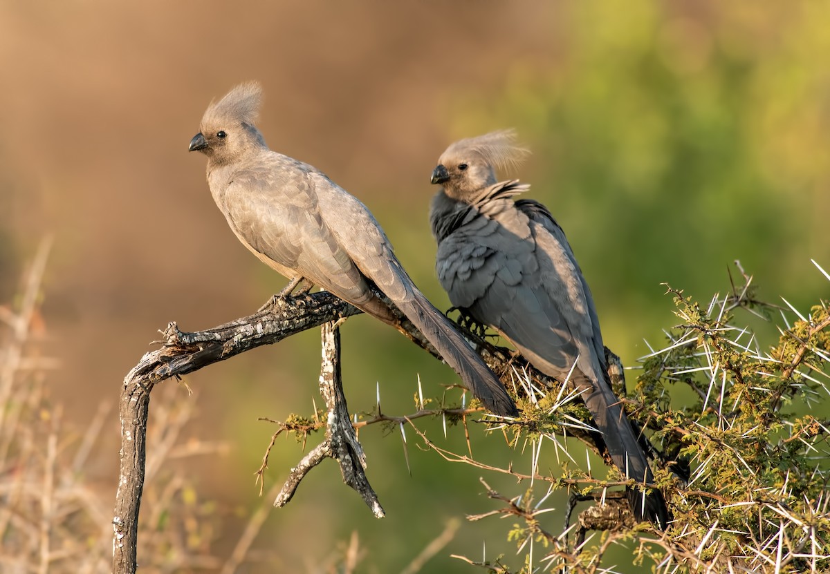 Gray Go-away-bird - Jack Bucknall