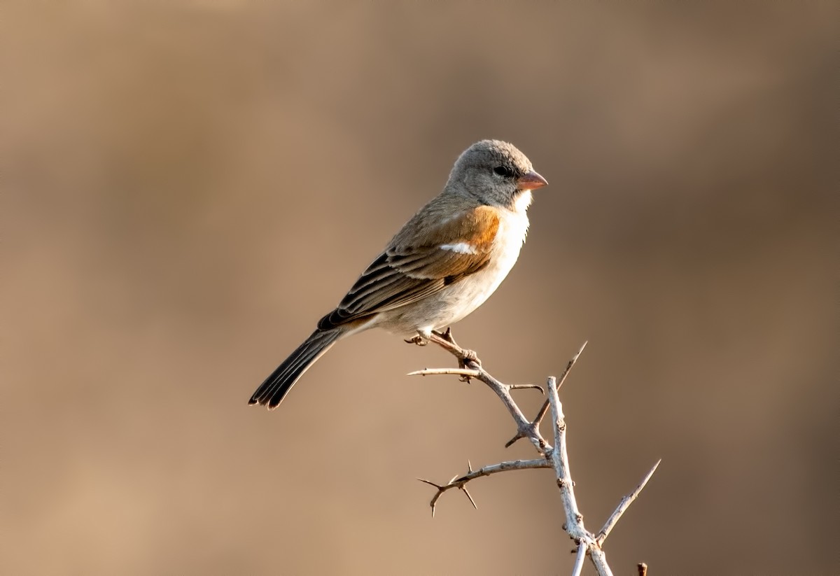 Southern Gray-headed Sparrow - Jack Bucknall