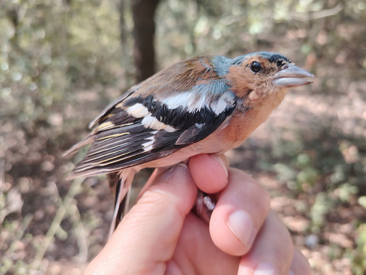 Common Chaffinch - Pep Cantó