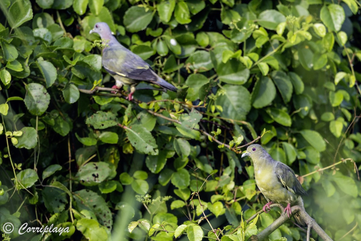 Pink-necked Green-Pigeon - Fernando del Valle