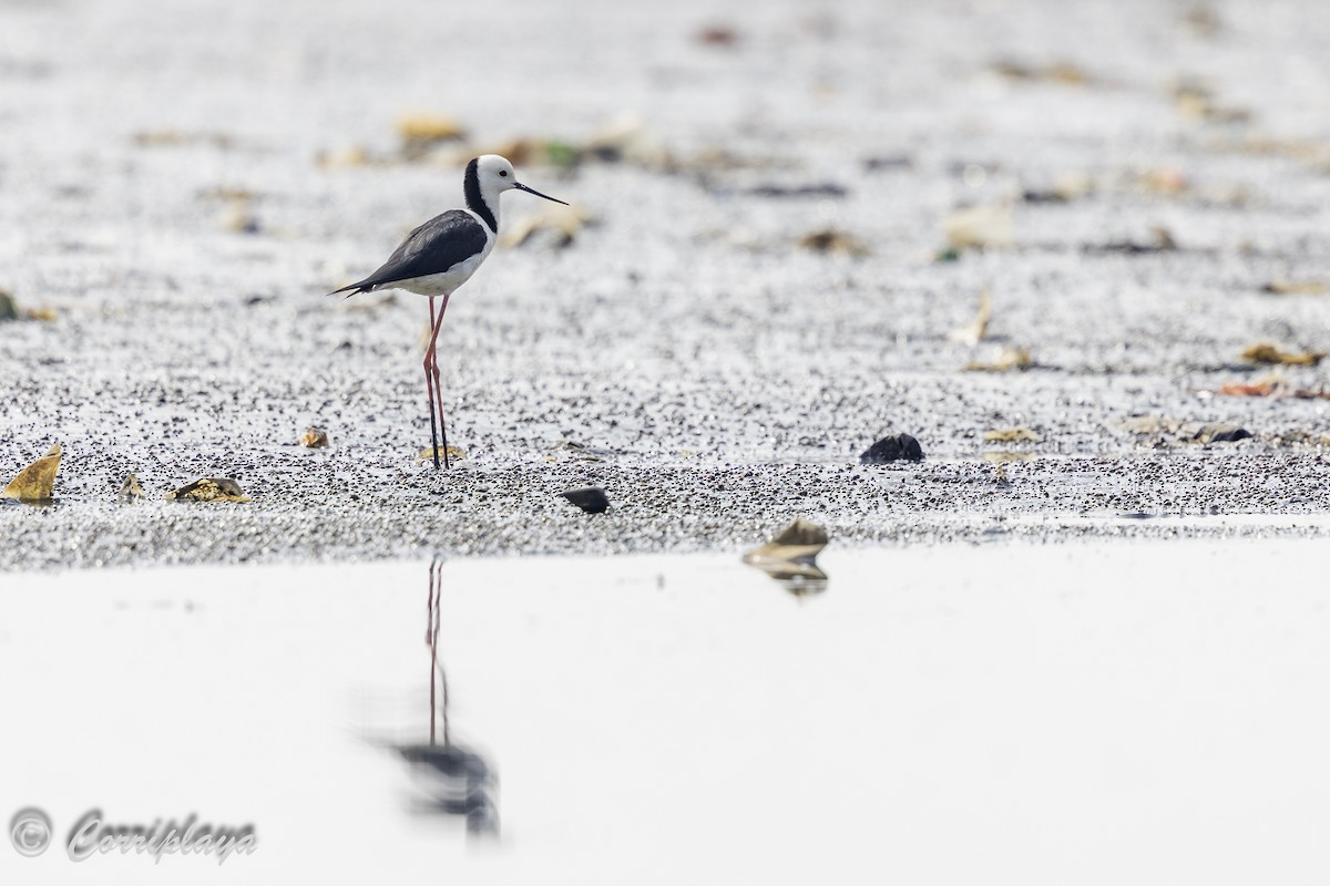 Pied Stilt - Fernando del Valle