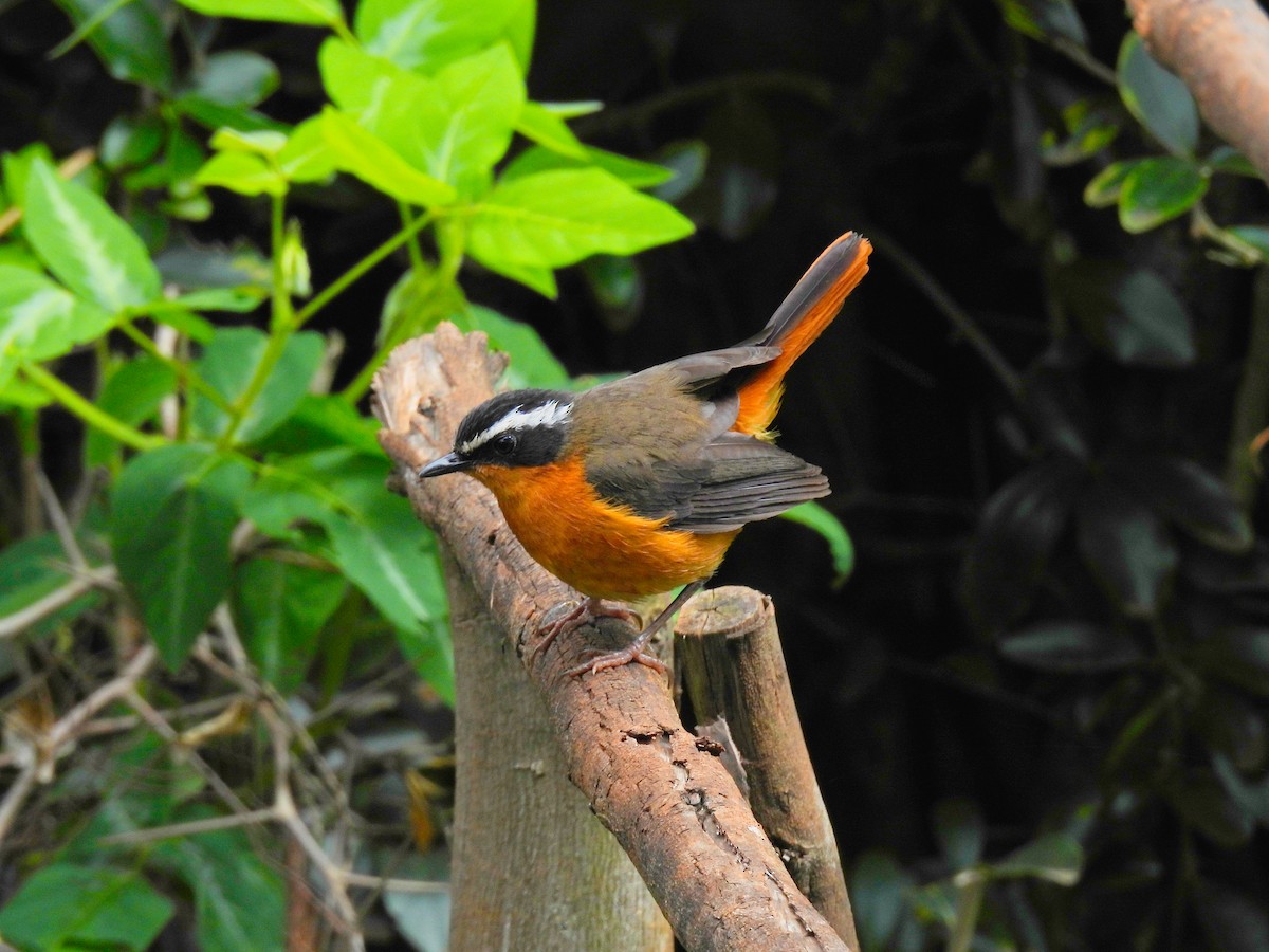 Rüppell's Robin-Chat - ML622833546