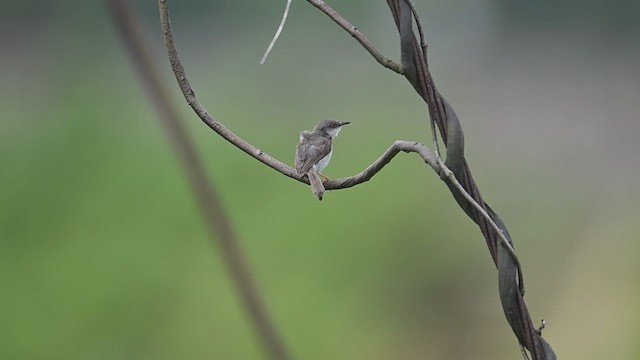 Gray-breasted Prinia - ML622833575