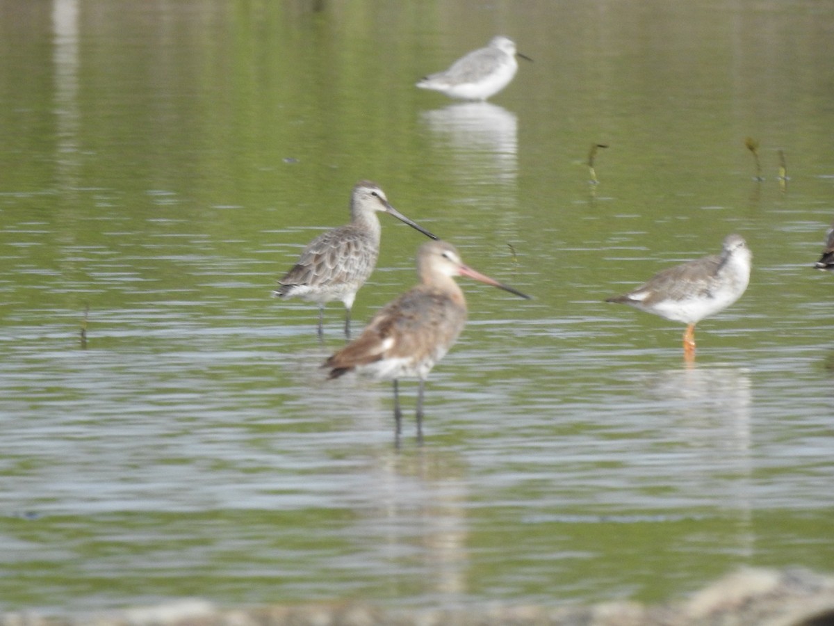 Asian Dowitcher - ML622833592