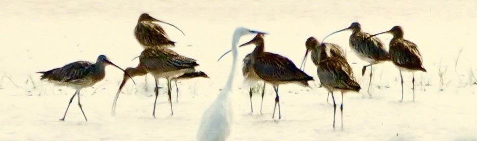 Eurasian Curlew - ML622833597