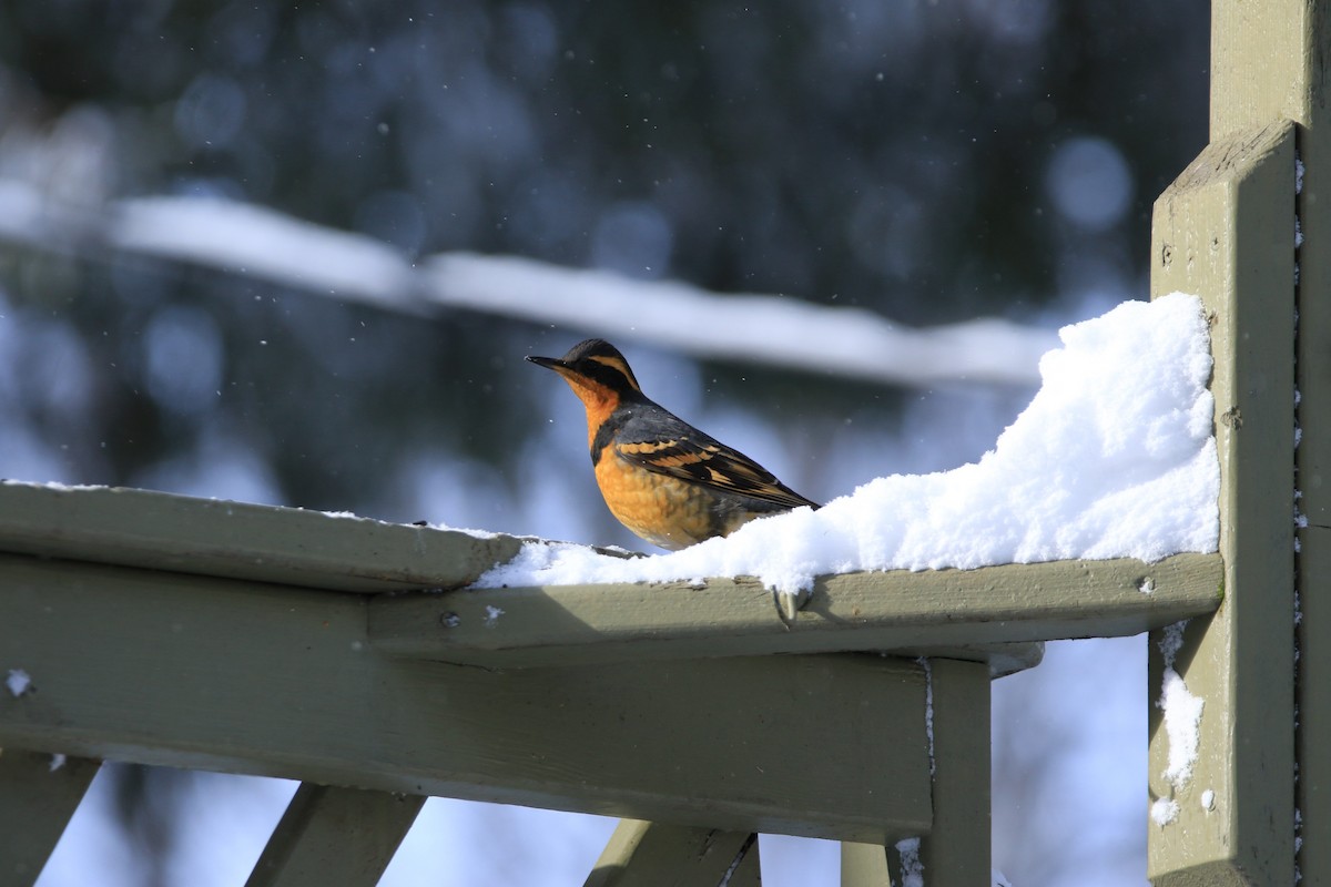 Varied Thrush - ML622833599