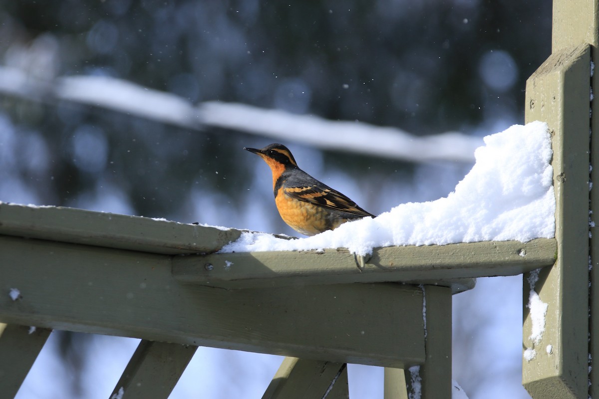 Varied Thrush - ML622833600