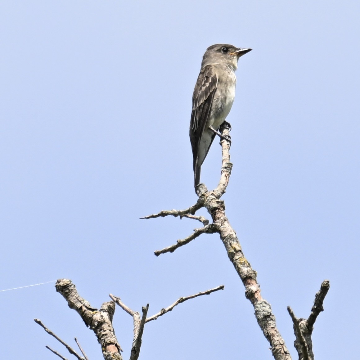 Olive-sided Flycatcher - ML622833601