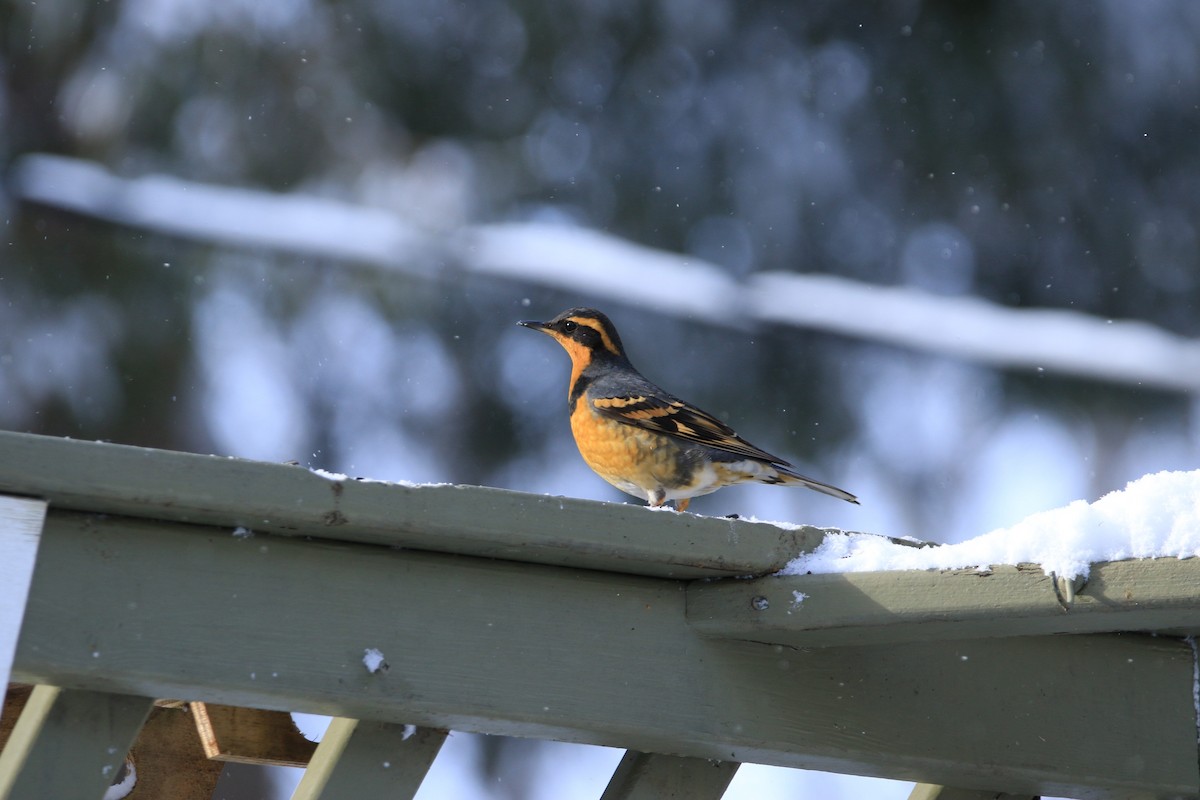 Varied Thrush - ML622833602