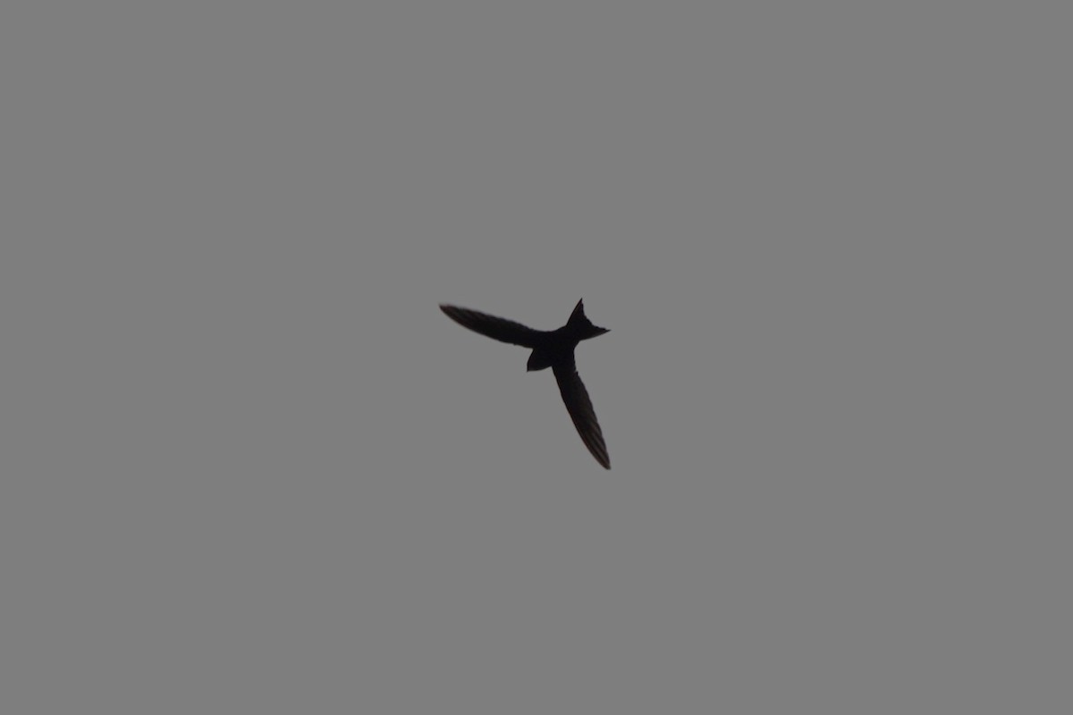 Хурын ураацай - ML622833656