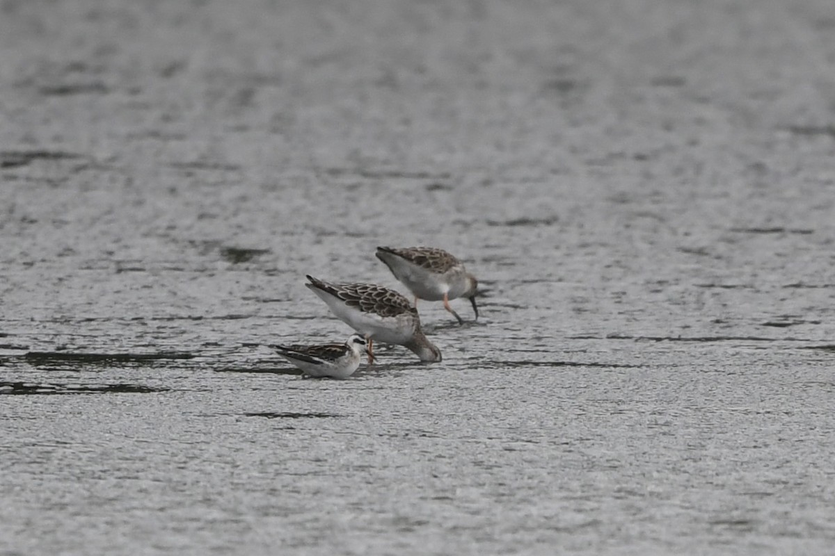 Red-necked Phalarope - ML622833658