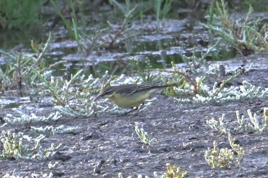 Eastern Yellow Wagtail - John Dumlao