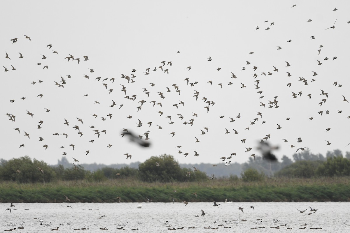 European Golden-Plover - ML622833665