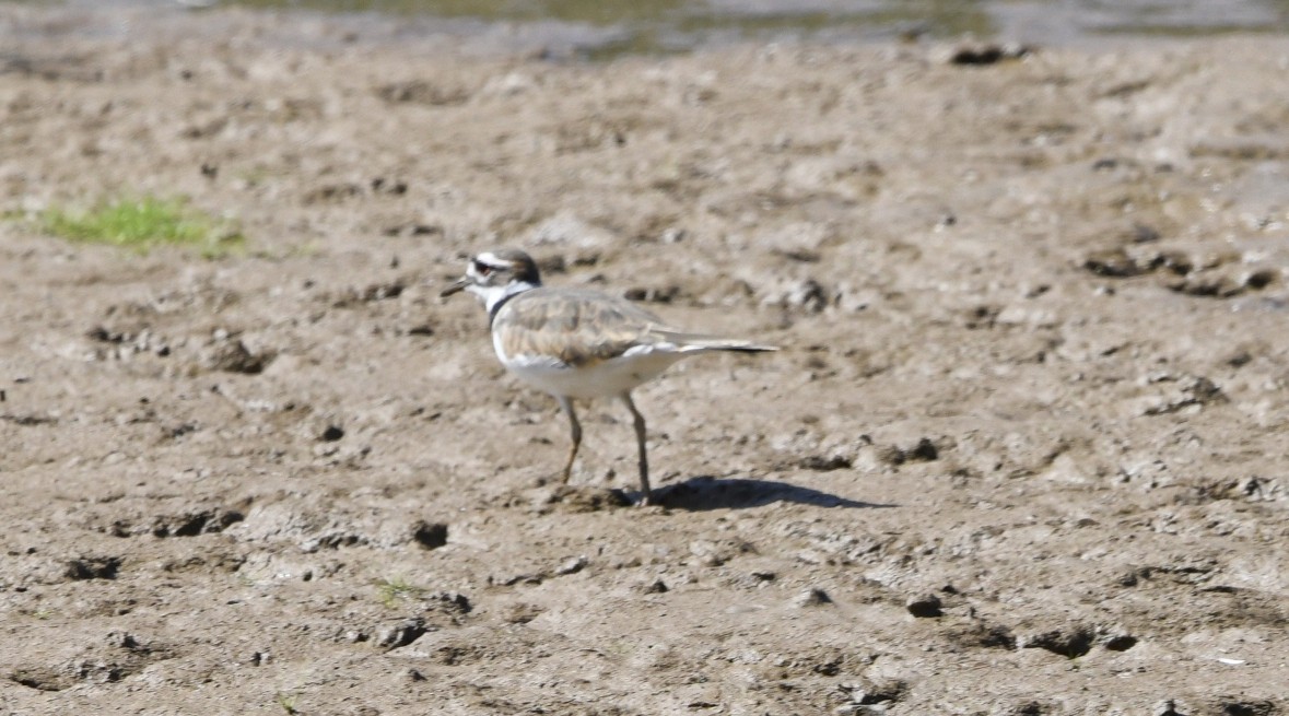 Killdeer - Randy Bodkins