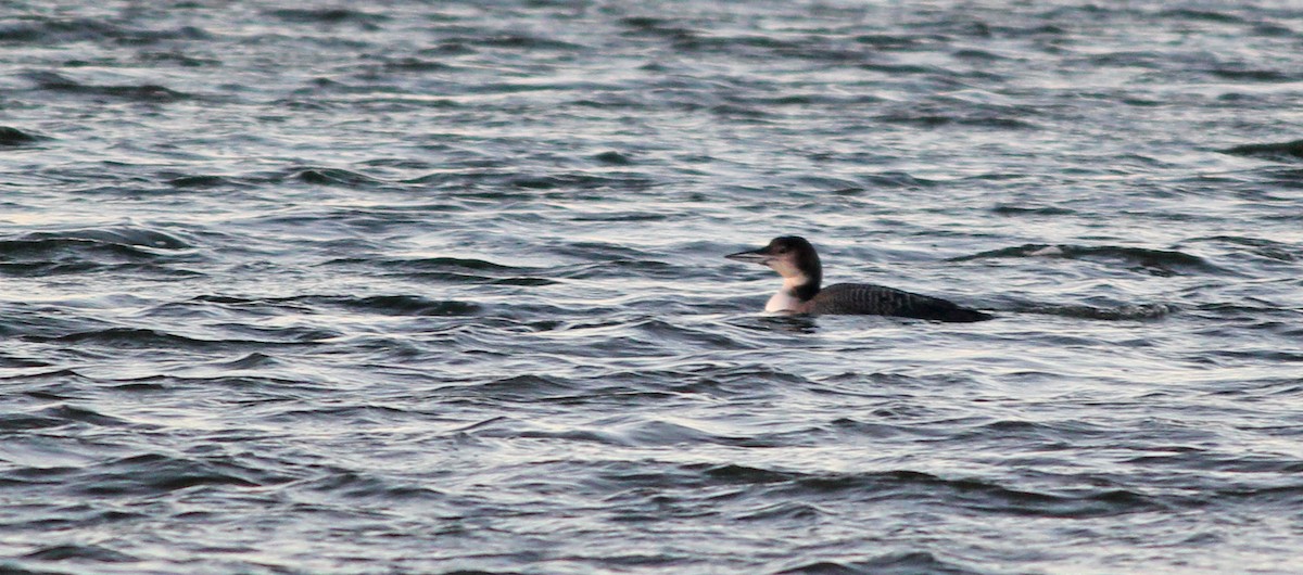 Common Loon - ML622833700