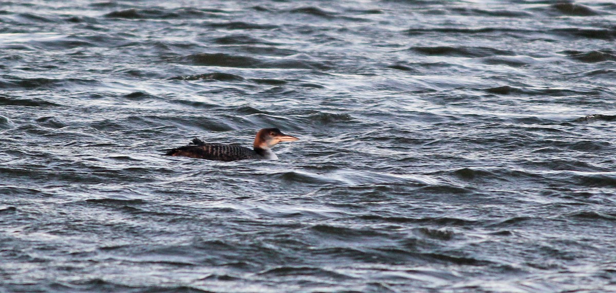 Common Loon - Jonathan Farooqi