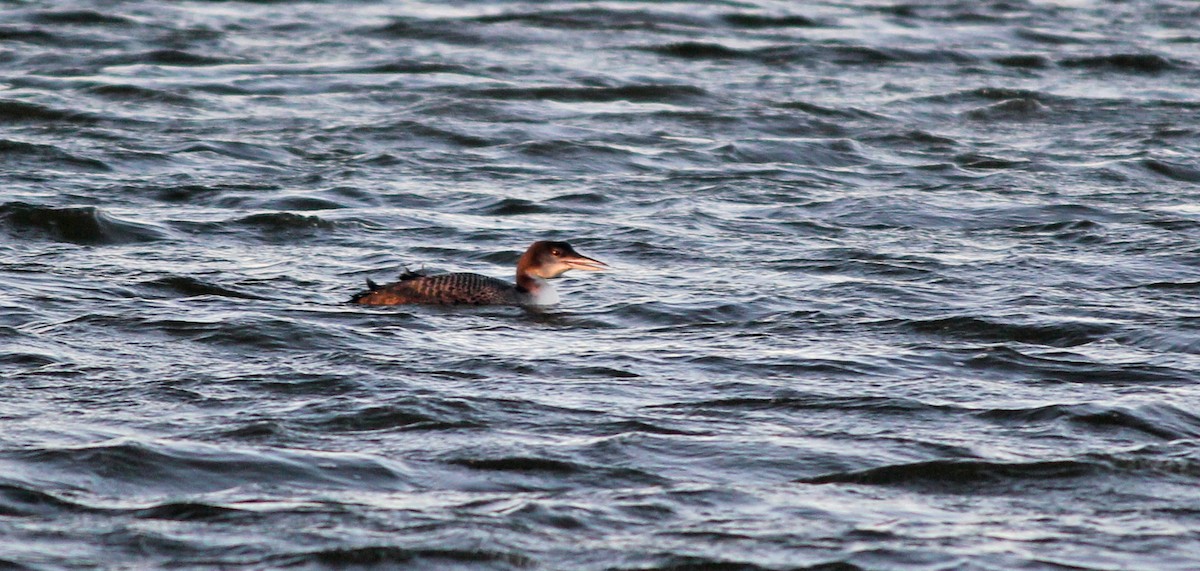 Common Loon - ML622833702