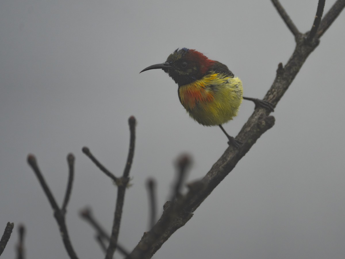 Fire-tailed Sunbird - ML622833712