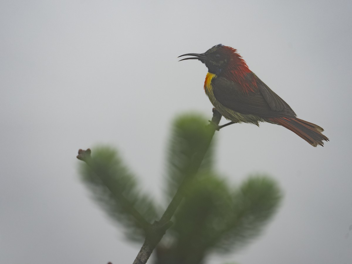 Fire-tailed Sunbird - ML622833714