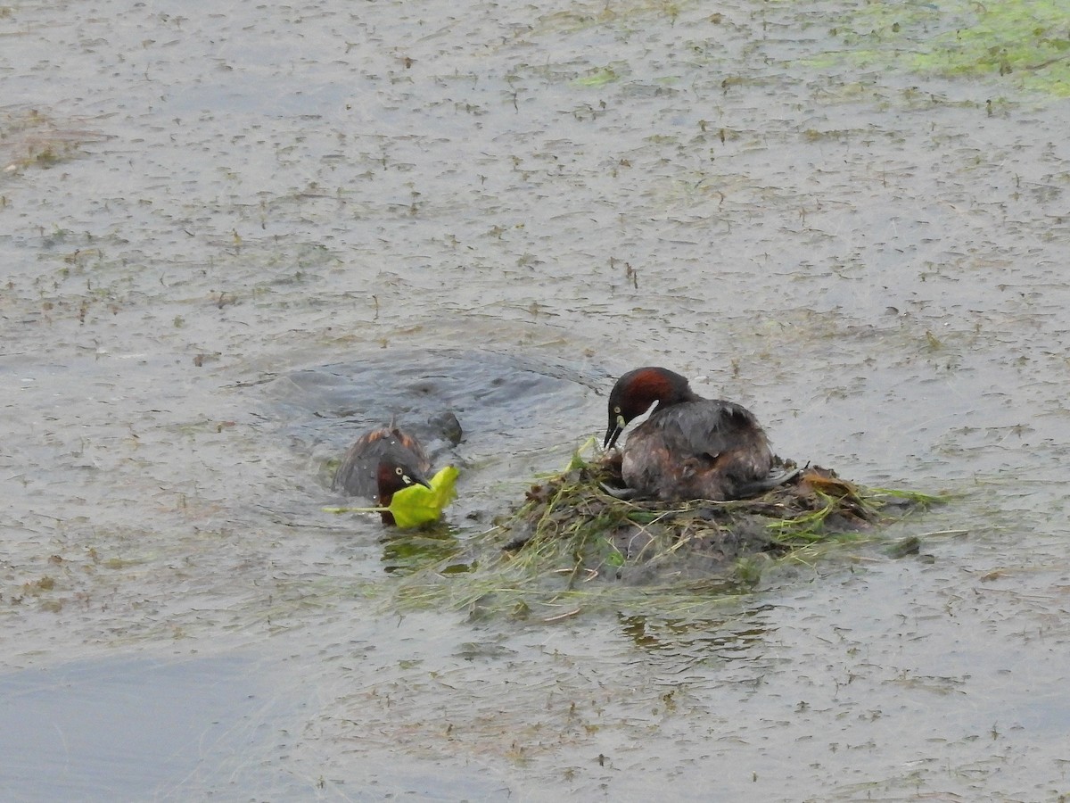 Little Grebe - ML622833728