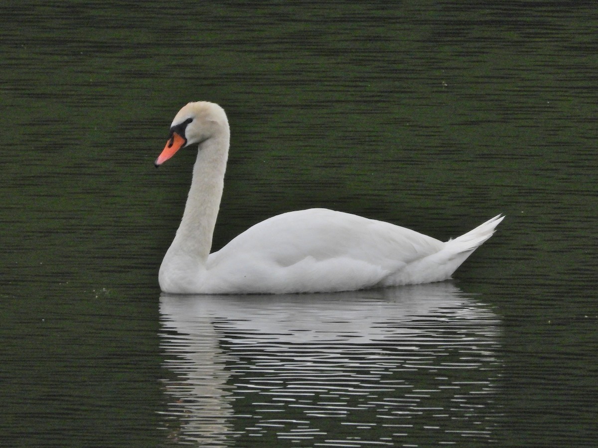 Mute Swan - ML622833729