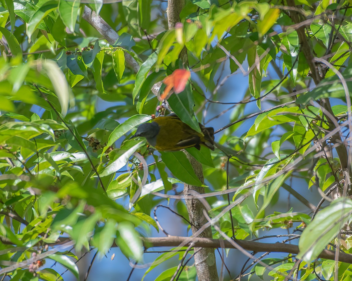 Gray-bellied Bulbul - ML622833753