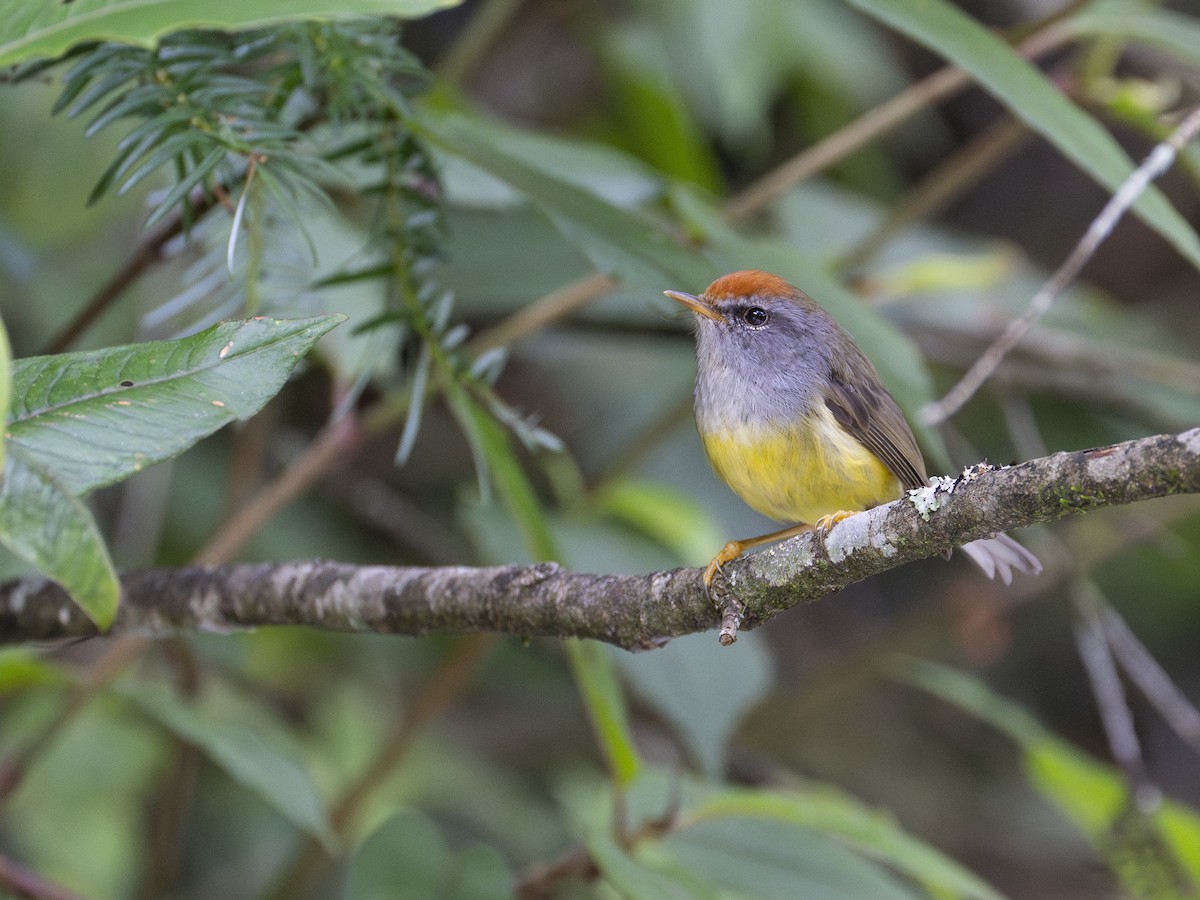 Mosquitero Picoancho - ML622833770