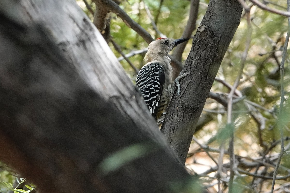 Gila Woodpecker - Joe Coppock