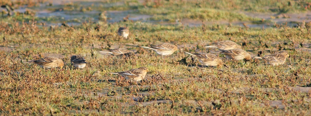 Pardillo Piquigualdo - ML622833784