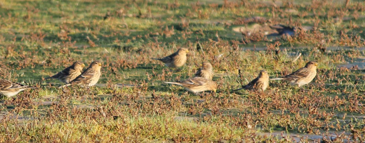 Twite - Jonathan Farooqi