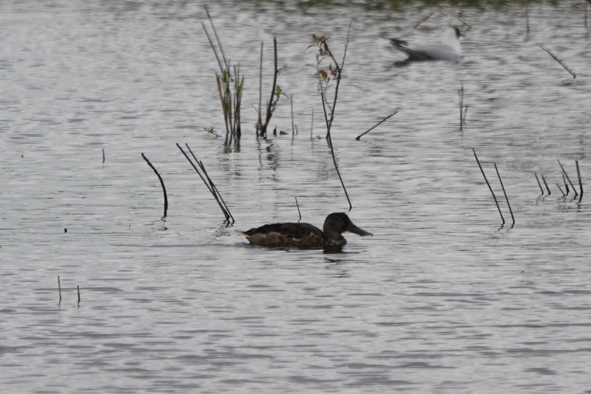 Northern Shoveler - Daniel Traub