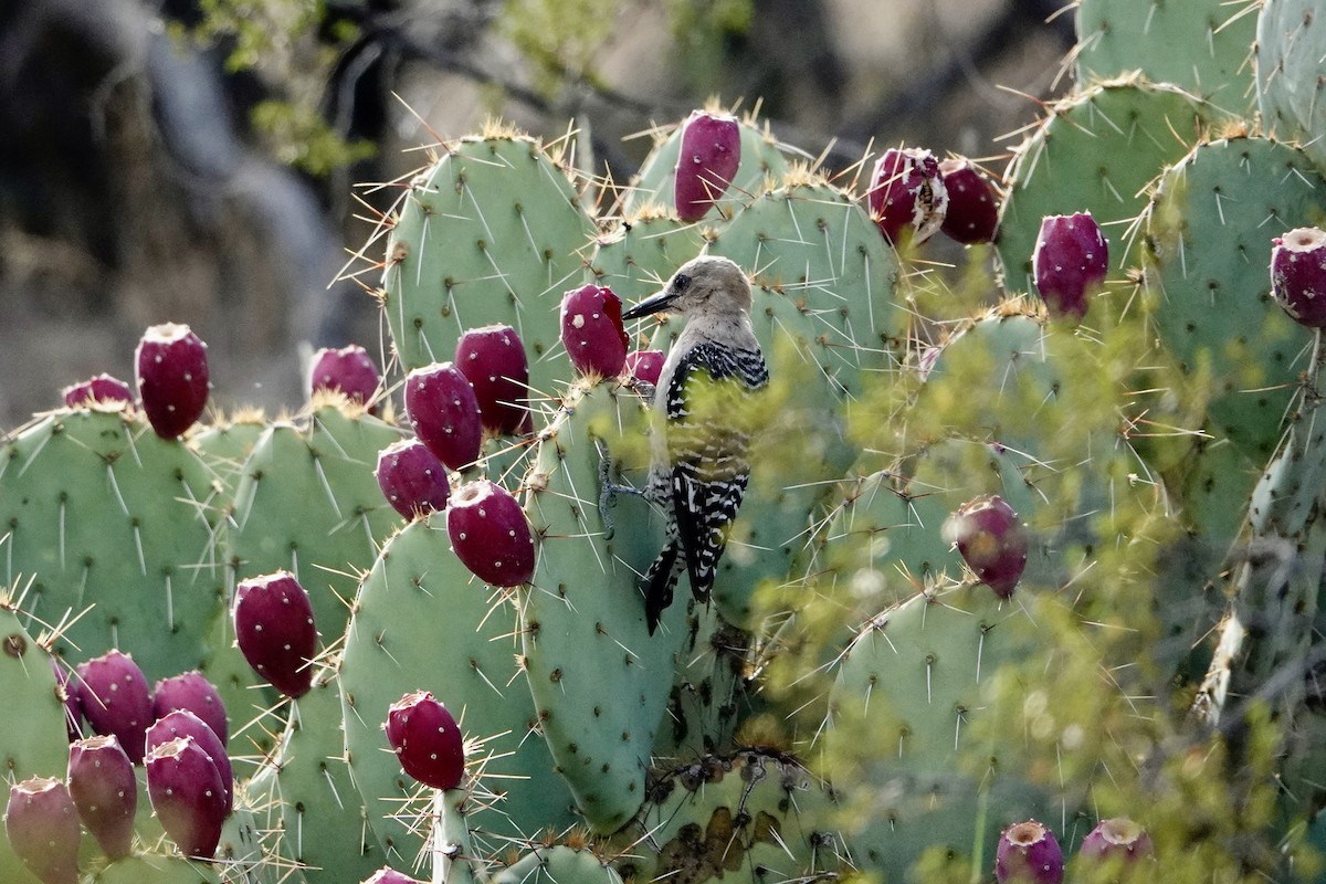 Gila Woodpecker - Joe Coppock