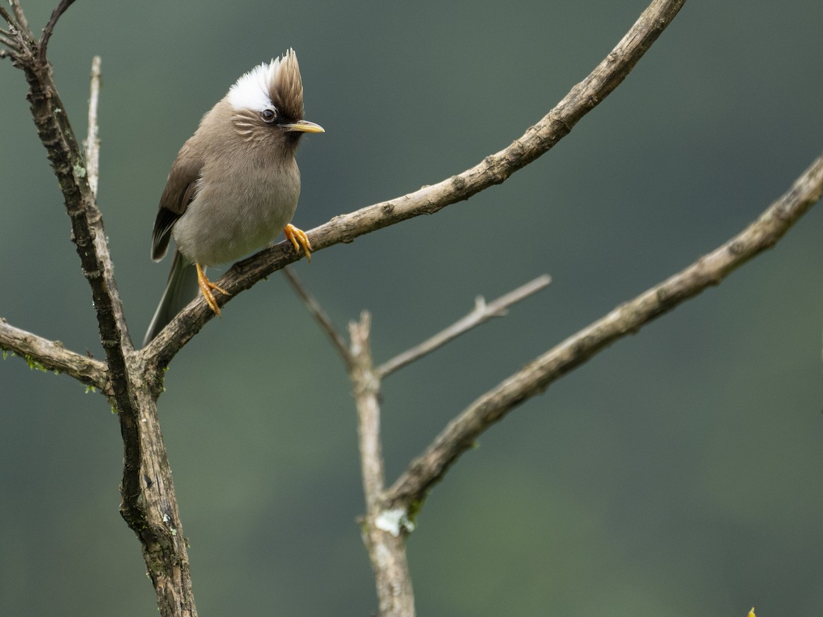 White-collared Yuhina - ML622833884