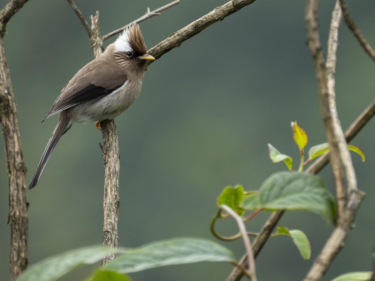 White-collared Yuhina - ML622833885