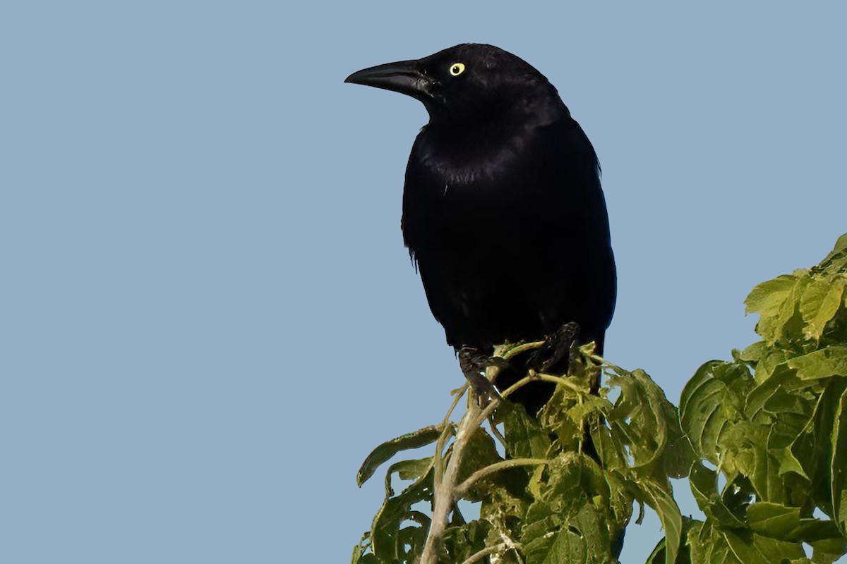 American Crow - Dale Bargmann