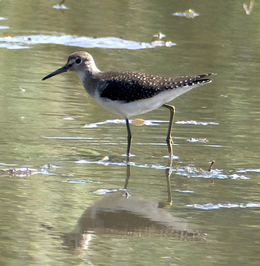 Solitary Sandpiper - Dave Trochlell