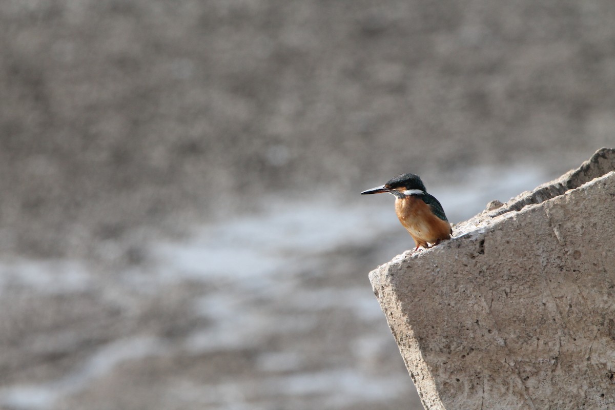 Common Kingfisher - dvir rudnicki