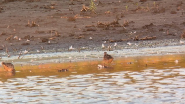 Long-billed Dowitcher - ML622833903