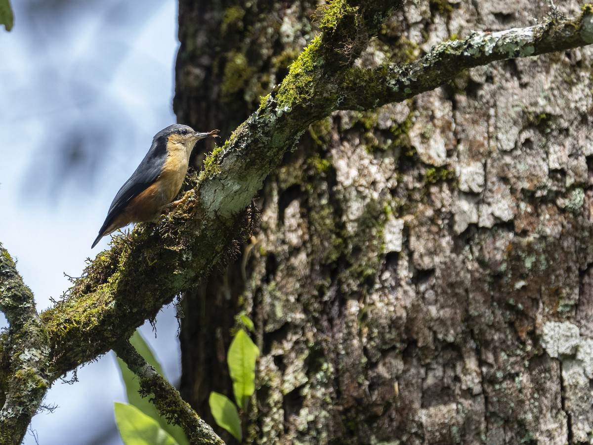 White-tailed Nuthatch - ML622833915