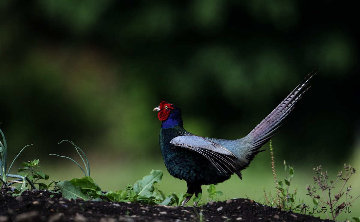 Green Pheasant - ML622833928