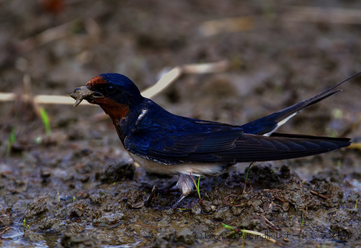 家燕 - ML622833935