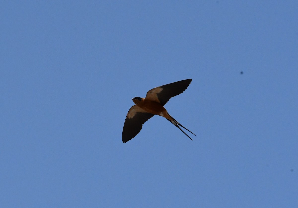 Rufous-chested Swallow - ML622833960