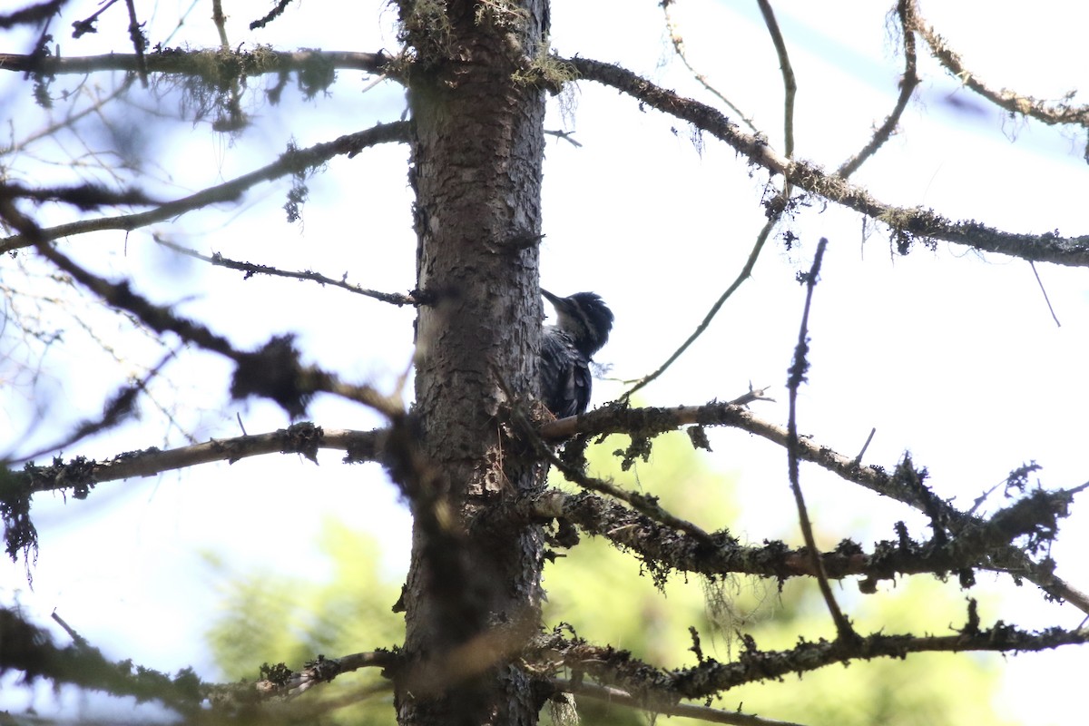 Black-backed Woodpecker - ML622833966