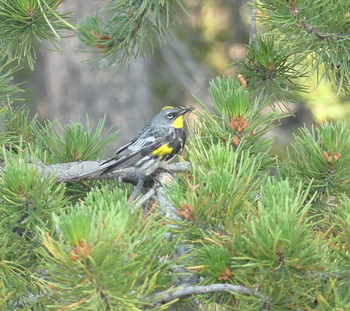 Yellow-rumped Warbler - amy pickering