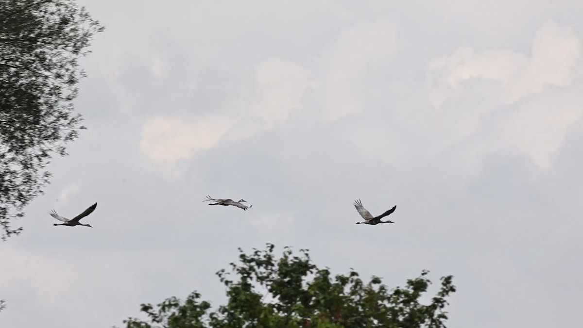 Sandhill Crane - ML622833997