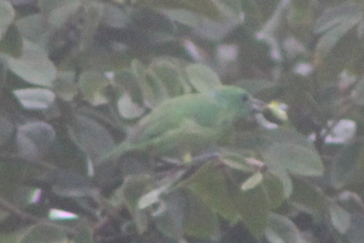 Green Shrike-Vireo - ML622833999